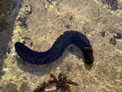 Holothuria leucospilota