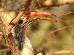 Tockus erythrorhynchus