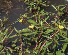 Ludwigia adscendens diffusa