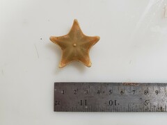 Ctenodiscus crispatus