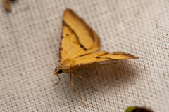 Anachloris subochraria