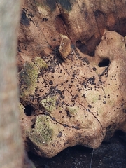 Lecidella elaeochroma