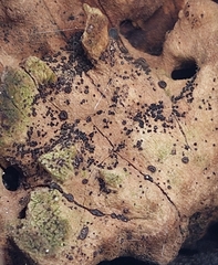 Lecidella elaeochroma