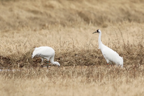 Whooping Crane photographed in Kentucky