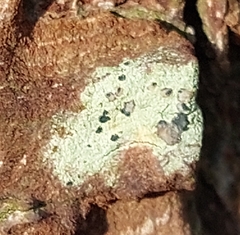 Lecidella elaeochroma