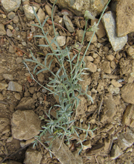 Astragalus miser praeteritus
