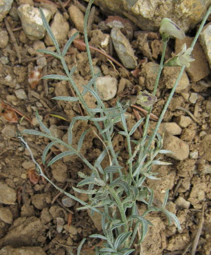 Astragalus miser var. praeteritus