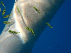 Gnathanodon speciosus