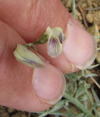 Astragalus miser praeteritus