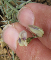 Astragalus miser praeteritus