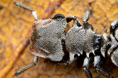 Cephalotes depressus