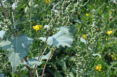 Cyclachaena xanthiifolia