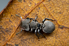 Cephalotes depressus