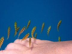 Gnathanodon speciosus