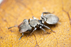 Cephalotes depressus