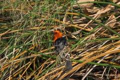 Amblyramphus holosericeus