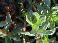 Lythrum hyssopifolia