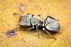 Cephalotes depressus