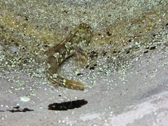 Lepidoblennius haplodactylus