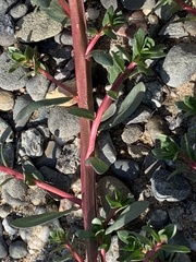 Lythrum hyssopifolia