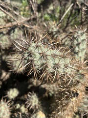 Cylindropuntia prolifera