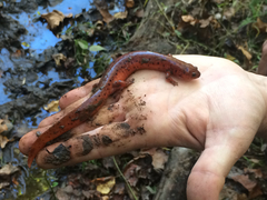 Pseudotriton montanus