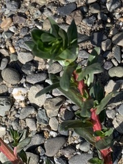 Lythrum hyssopifolia