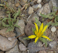 Ericameria suffruticosa