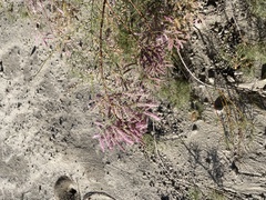 Tamarix chinensis