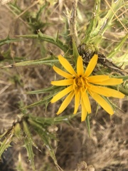 Scolymus hispanicus