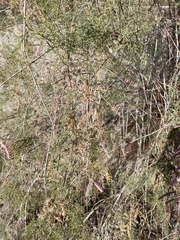 Tamarix chinensis