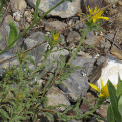 Ericameria suffruticosa