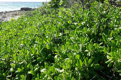 Scaevola taccada