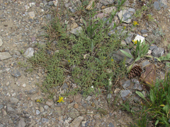 Ericameria suffruticosa