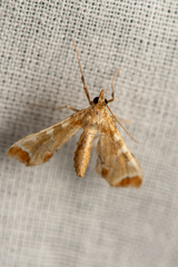 Leucinodes cordalis