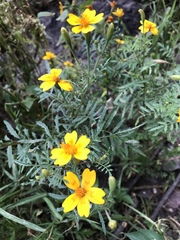Tagetes lunulata