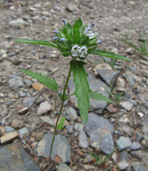 Dracocephalum parviflorum