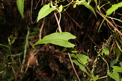 Muehlenbeckia gracillima