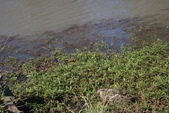 Ludwigia adscendens diffusa