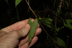 Muehlenbeckia gracillima