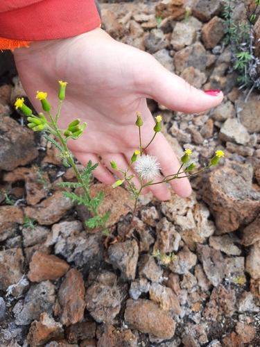 Senecio sylvaticus observed 2022-08-17