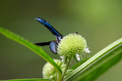 Synoeca septentrionalis