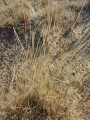 Elymus smithii