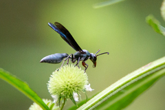 Synoeca septentrionalis