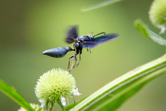 Synoeca septentrionalis
