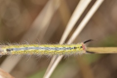 Nataxa flavescens