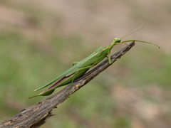Podacanthus viridiroseus