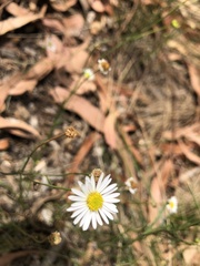 Brachyscome paludicola