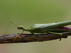 Podacanthus viridiroseus