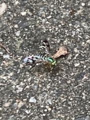 Heteropsilopus ingenuus